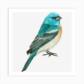 Lazuli Bunting Bird Art Print