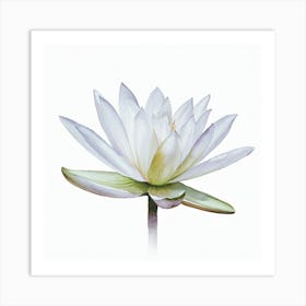 Water Lily 1 Art Print