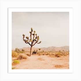 Lonely Joshua Tree Art Print