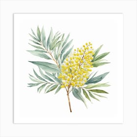 Silver Wattle Bloom Art Print