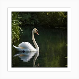 Swan In Water 2 Art Print