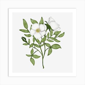 Wild White Roses Art Print