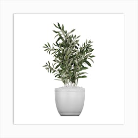 Olive Tree In A Pot Art Print