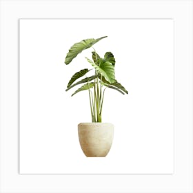 Plant In A Pot Art Print