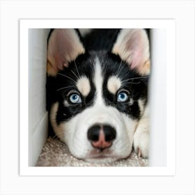 Husky Puppy Art Print