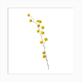 Yellow Flowers On A Branch Art Print