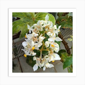 White Flowers On A Plant Art Print