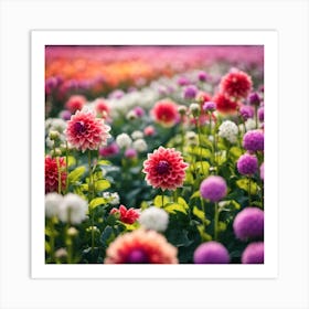 Dahlias Art Print