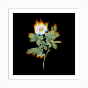 Prism Shift Twin Flowered White Rose Botanical Illustration on Black n.0094 Art Print