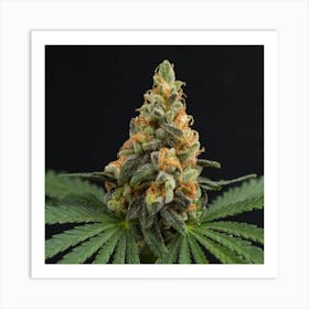 Cannabis Plant On Black Background Art Print