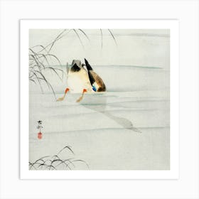 Mallard, The Head Under Water (1900 1930), Ohara Koson Art Print