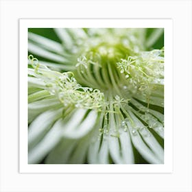 White Flower With Water Droplets Art Print