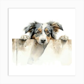 Australian Shepherd 6 Art Print