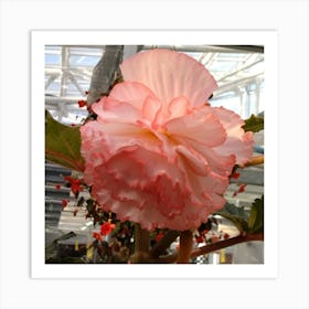 Pink Amaryllis Art Print