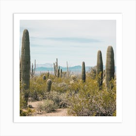 Saguaro Desert Cactus Art Print