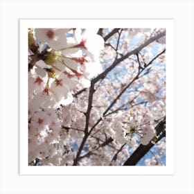 Cherry Blossoms 3 Art Print