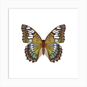 Riodinidae Butterfly Square Art Print