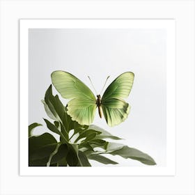 Butterfly On A Plant Art Print