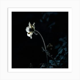 Flower In The Dark 2 Art Print