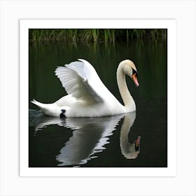 Swan In Water 3 Art Print