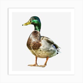 Springtime-Duck-Pond-Clipart.1 Art Print