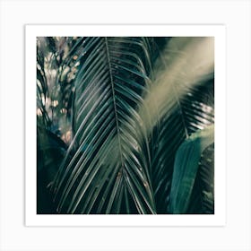 The Palm Leaves In The Shadows Portugal Square Art Print