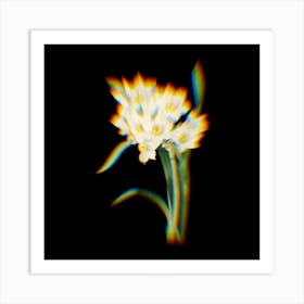 Prism Shift Bunch flowered Daffodil Botanical Illustration on Black n.0368 Art Print