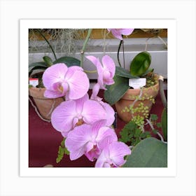 Orchids 17 Art Print