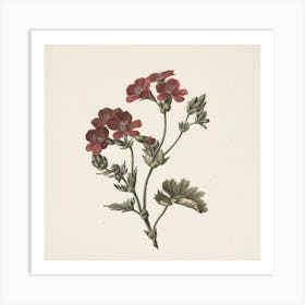 Geranium Art Print