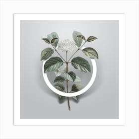 Vintage Common Dogwood Minimalist Flower Geometric Circle on Soft Gray Art Print