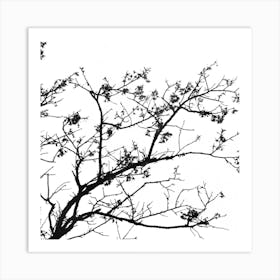 Bare Tree Art Print