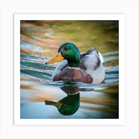 Firefly Colorful Mallard Swimming In Serene Duck Pond 23439 (1) Art Print