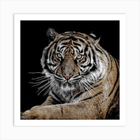 Tiger Close Up in Line Illustration Art Print