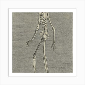 Skeleton Of A Human Art Print