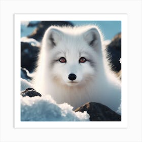 Arctic Fox 3 Art Print