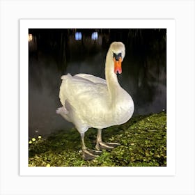 Swan In The Night Art Print