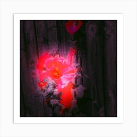 Hollyhocks Art Print