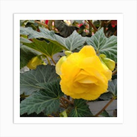 Yellow Begonia Art Print