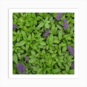 Purple Basil Art Print