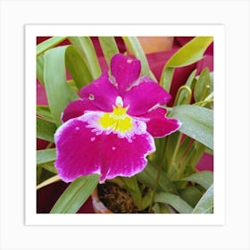 Purple Orchid Art Print