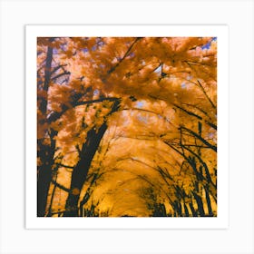 Autumn Trees Art Print