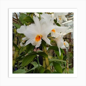 White Orchids 2 Art Print