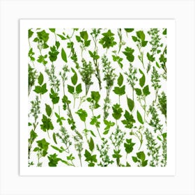 Thyme Art Print