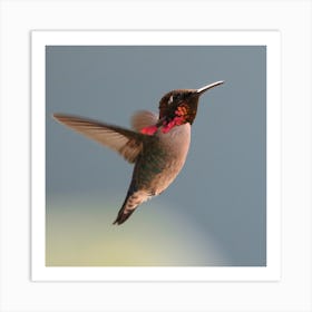 Hummingbird Art Print