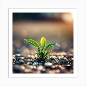 Small Plant Sprouting From Gravel Art Print