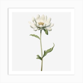 White Daisy Art Print