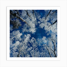 Snowy Trees In Winter Art Print