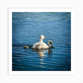 Swans In The Water 2 Art Print