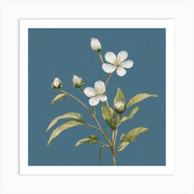 White Cherry Blossoms Art Print