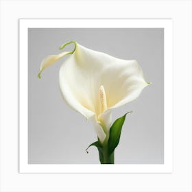 White Calla Lily 8 Art Print